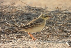 Anthus campestris