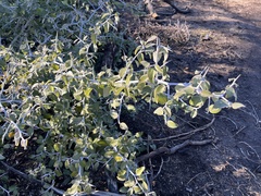 Ceanothus incanus