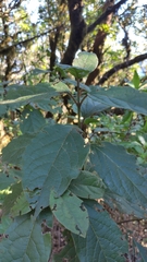 Viburnum rugosum