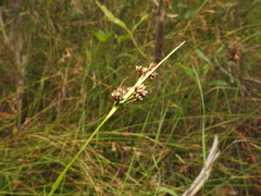 Rhynchospora brownii