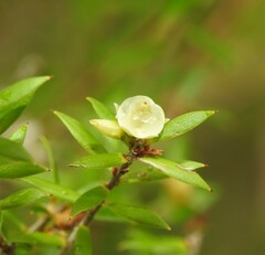 Styphelia leptospermoides