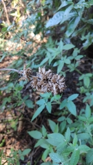 Cedronella canariensis