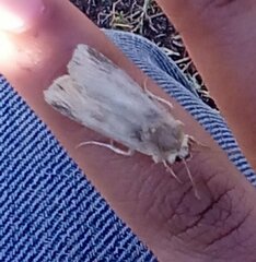 Noctuinae