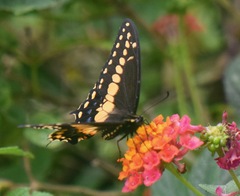 Papilio polyxenes stabilis