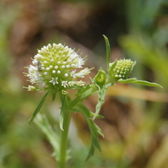 Acicarpha tribuloides