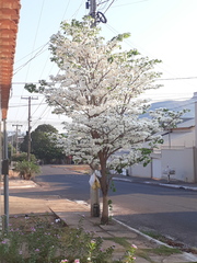 Tabebuia roseoalba