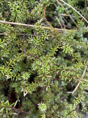 Leptecophylla juniperina