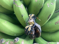 Mecynorhina passerinii