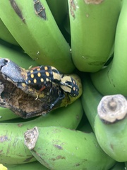 Mecynorhina passerinii