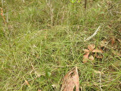 Rhynchospora brownii