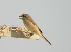 Lanius isabellinus