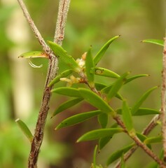 Styphelia leptospermoides