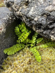 Anisotome aromatica
