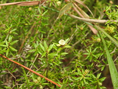 Styphelia leptospermoides