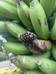 Mecynorhina passerinii