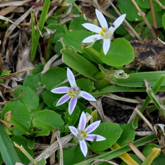 Lobelia hederacea
