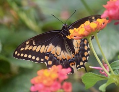 Papilio polyxenes stabilis