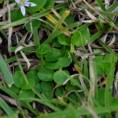 Lobelia hederacea