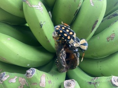 Mecynorhina passerinii