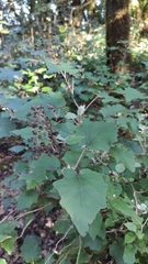 Pericallis appendiculata