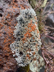 Lecanoromycetidae