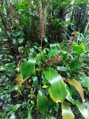 Pitcairnia multiflora