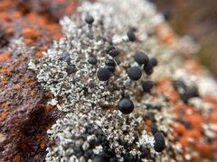 Lecanoromycetidae