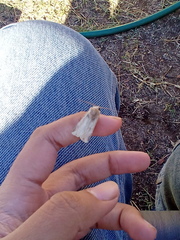 Noctuinae