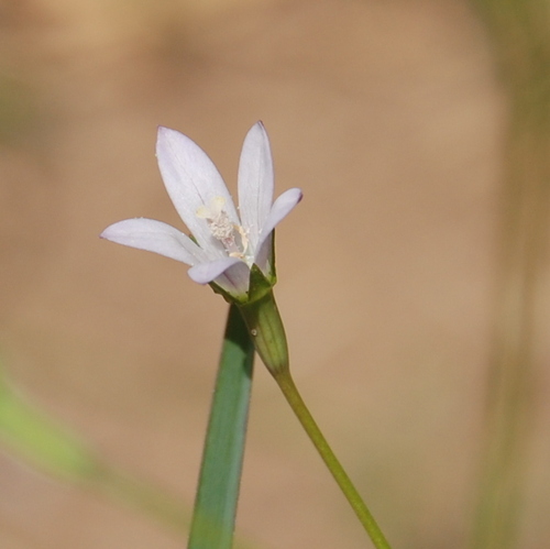 Image of Wahlenbergia linarioides by (c) vinicius_s_domingues, some rights reserved (CC BY)