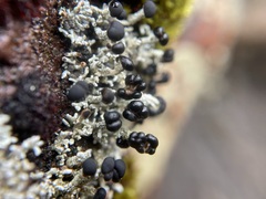 Lecanoromycetidae