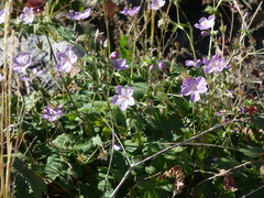 Geranium viscosissimum