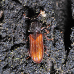 Bitoma crenata