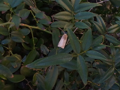 Noctuinae