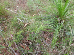 Styphelia leptospermoides