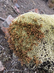 Lepidothamnus laxifolius