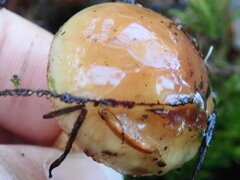 Pholiota velaglutinosa