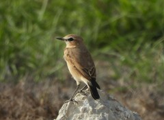 Oenanthe isabellina