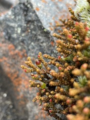 Lepidothamnus laxifolius