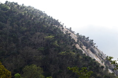 Encephalartos transvenosus