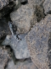 Scopodes