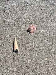 Leptopecten tumbezensis