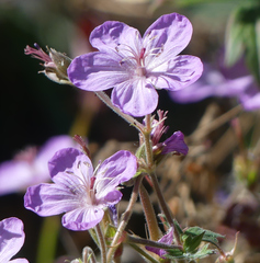 Geranium viscosissimum