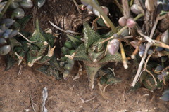 Haworthiopsis tessellata