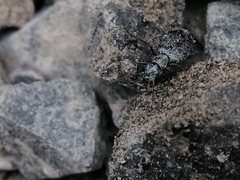 Scopodes