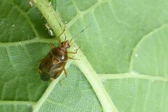 Deraeocoris flavilinea