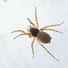 Cicurina arcuata