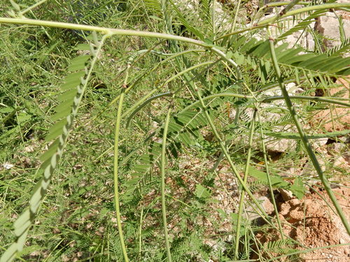 Sesbania herbacea