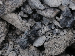 Scopodes