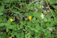 Arachis pintoi