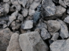 Scopodes
